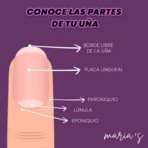 Anatomia de la Uña