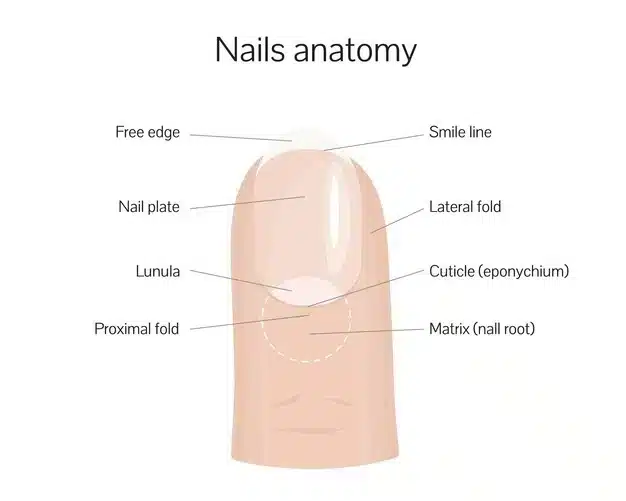 anatomía de las uñas