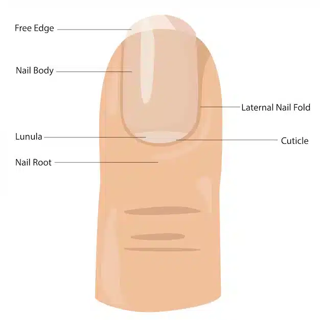 anatomía de las uñas